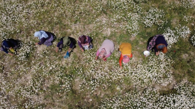 Köylüler Dağ Tepe Demeden Elleriyle Saatlerce Topluyor! Kilosu 260 Liraya Satılıyor