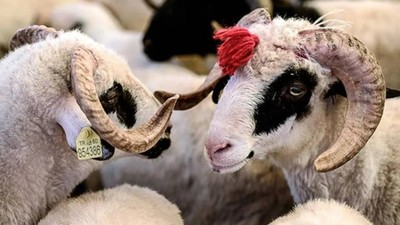 Fas'ta Kurban Kesmek Yasaklandı