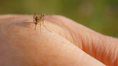 Sivrisineklerin Sırrı Çözüldü! Bazı İnsanları Neden Seçiyorlar... Bilim İnsanları Sebebini Buldu