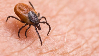 Tomarza’da Kene Tehlikesi: Boş Arazide Kene Görüntülendi