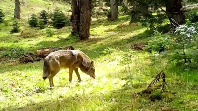 Nesli Tükenme Tehlikesindeydi: Anadolu Bozkurdu Sessizliğini Bozdu