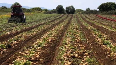 Sarı Altında Yeni Hasat Başladı: Kızartmasından Haşlamasına Kadar Her Şeyi Yapılıyor Ama Yıllardır Yanlış Tüketiliyor