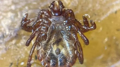 Türkiye'de İlk Kez Görüldü Hızla Üremeye Başladı! Fark Etmeden Temas Ediyor, 30'dan Fazla Hastalık Taşıyor