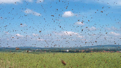 Çıldır Gölü’nde Büyük Kabus! Milyonlarcası Sardı… Gökyüzünde Hortum Gibi