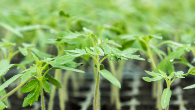 Sadece Bir Avuç Ekleyin, Sonbahara Kadar Durmaksızın Hasat Edin! Bahçıvanların Gizli Sırrı