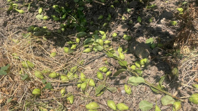 Hasat Öncesi Hepsi Yere Atılıyor! Tonlarca Meyve Yerde Bekliyor İşte Şaşırtan Nedeni