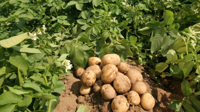 Sebzelerinize Biraz Ekleyin, Hasatta Rekoru Görün! İşte 1 Çalıdan 13 Kilo Çıkaran Mucizevi Karışım