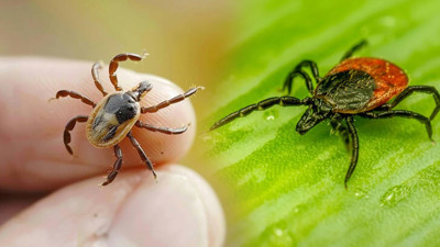 Sivas'ta Kene Alarmı! Vali Açıkladı... Kaç Vaka, Kaç Can Kaybı Var?