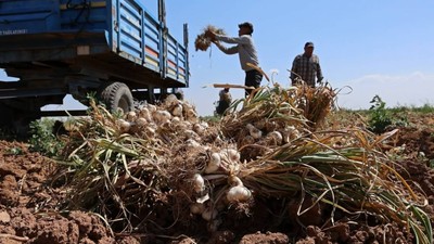 'Antibiyotik' Hasadı Başladı: Sadece Bir İlimizde Üretiliyor, Faydaları Saymakla Bitmiyor, Üç Ülkeye İhraç Ediliyor...