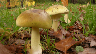 Görüntüsü Şirin, Adı 'Ölüm Meleği' Sakın Yemeyin!