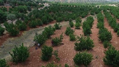Mardin'de Tadımlık İçin Dikti Şimdi Hasada Yetişemiyorlar! 81 İle Kasa Kasa Gidiyor