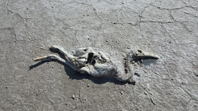 Flamingoların Cennetinde Kuraklık Kabusu: 2 Bin Yavru Flamingo Öldü