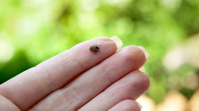 6 Ayda 13 Can Aldı! Kene Kabusunda Sakın Bunu Yapmayın, Sonu Yüzde 100 Felaket