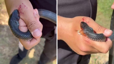 Yılancı Kemal'e Sürpriz Saldırı: Zararsız Dediği Yılan Elini İki Kez Isırdı