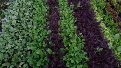 Bu 3 Bitkiyi Birlikte Ekin, Hasat Etmekten Yorulun: Ünlü Bahçıvan Gizli Sırrını Açıkladı