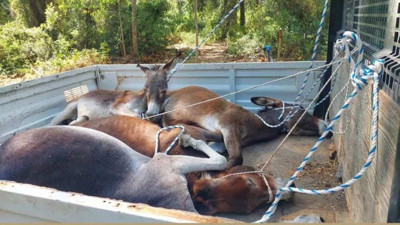 Datça'nın Eşekleri Toplatılıyor: 'Sadece Hayvan Değil Kültürel Değer'