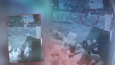 Eşine Az Rastlanır İnanılmaz Olay! Koyundan Oscarlık Ölüm Oyunu! Kurdun Elinden Böyle Kurtuldu