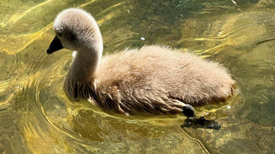 Kuğulu Park'ın Yeni Üyesinin Adı 'Parla' Oldu