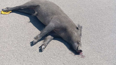 Özalp’ta Otomobil Yaban Domuzuna Çarptı