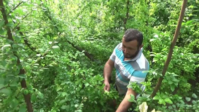 Silifke'de Hasat Başladı! Kilosu 7 Bin 600 Lira Birden Düştü, Tüm Dünya Kapış Kapış Alıyor