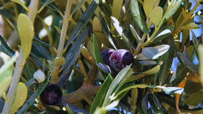 CHP'den Zeytinlik Düzenlemesine Sert Tepki