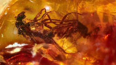 Bilim Dünyası Şokta! 99 Milyon Yıllık Kehribar Fosilinde Keşfedildi... Zombiye Çeviriyor