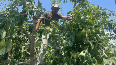 'Tek Tek' Hasat Ediliyor, Günlük 1200 Lira Bırakıyor! Bir Dalı Bile Altın Değerinde