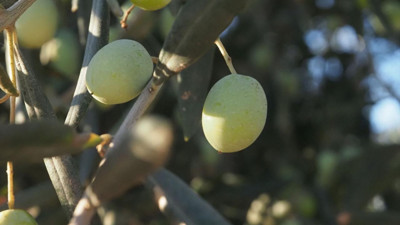 Meclis'teki 2 Yasa Teklifine Tepki! 'Zeytinliklere Kıyım Yapılmak İsteniyor'