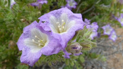 Yaz Boyunca Susuz Kalsa da Çiçek Açıyor, Zararlılara Göz Açtırmıyor: Saksı ve Bahçelerin Yeni Gözdesi Oldu
