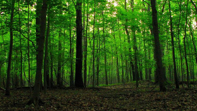 Adana’da Ormanlara Giriş Yasaklandı
