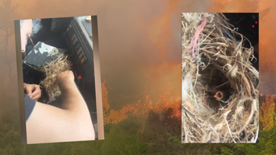 Hatay’da Alevlerin Ortasında Kalp Isıtan Vefa! Kuş Yuvasındaki Feryadı Görmezden Gelmediler