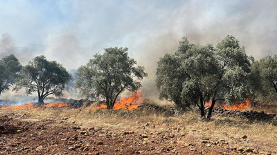Muğla Köyceğiz’de Zeytinlik Yangını
