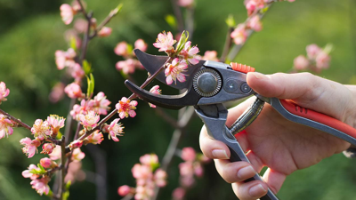 40 Yıllık Bahçıvanların Bile Yaptığı Hata Ortaya Çıktı! Çiçekleriniz ve Ağaçlarınızda Bu Hastalığa Dikkat