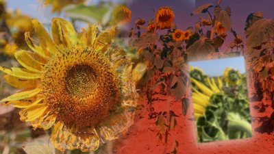 Çiftçinin Başı Yine Dertte! Don, Çayır Tırtılı, Kuraklık Üstüne Yeni Bir Felaket Daha… Tekirdağ’ı İstila Etti, Yayılıyor