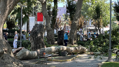 Kocaeli'de Üzerlerine Dal Düşen 3 Kişi Yaralandı