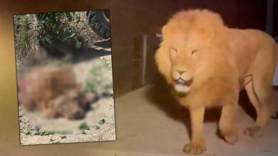 Korkunç Katliam Sosyal Medyayı Ayağa Kaldırdı! Firari Aslanı Bayıltmak Yerine Öldürdüler