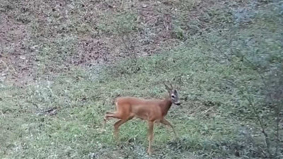 Çankırı'da Yaban Hayatı Fotokapanda