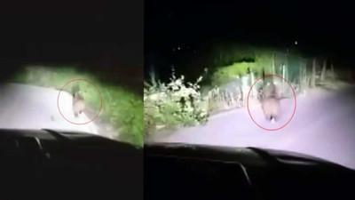 Yola İnen Yavru Ayı Cep Telefonu İle Görüntülendi