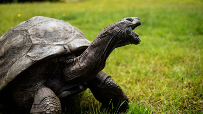 Kaplumbağaların Uzun Yaşam Sırrı Ortaya Çıktı: Kansere Karşı Doğuştan Kalkan