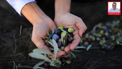 Zeytinlikleri Koruyun Torba Yasayı Geri Çektirin