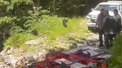 ‘Kanatlı Tim’den Amansız Mücadele! 1400 Keklik Daha Doğaya Salındı