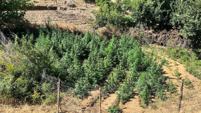 Bingöl’de Bin 651 Kök Hint Keneviri Ele Geçirildi