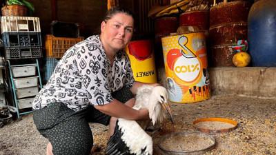 Anne Şevkatiyle Yaralı Leyleğe Sahip Çıktı