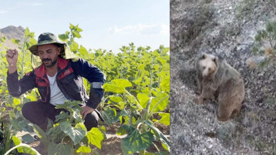 Tarlaya Dadanan Ayılar Mahsulü Afiyetle Yedi