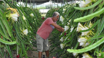 Emekli Olduktan Sonra 'Altın Bileziği' Taktı, Köşeyi Döndü! Kilosunu 200 Liradan Satıyor, 9 Tonluk Hasat Bekliyor