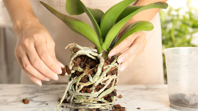 Beyaz Altın Olarak Biliniyor, Ölmüş Orkidelere Bile Can Veriyor! İşte Bahçıvanların Sırrı