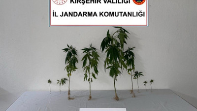 Kırşehir’de Dronla Tespit Edilen Kenevir Operasyonu
