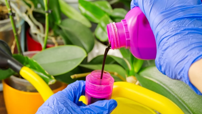 Evdeki Bu Malzeme Meğer Bahçıvanların 'Sıvı Altın' Sırrıymış! Solmuş Bitkiler Bile Resmen Dile Geliyor