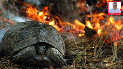 Orman Yangınları ve Ekosistem Tehdidi: Tarım, Su ve Gıda da Yanıyor