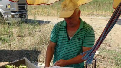 Taze Toplanıyor, Yol Kenarında Kuyruk Oluyor: Kilosu 200 TL'ye Dakikalar İçinde Satılıyor